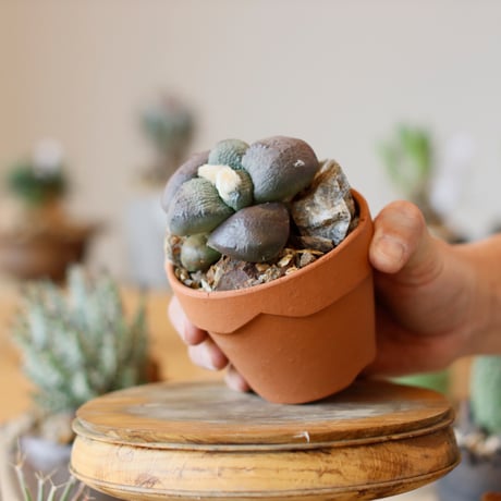 Ariocarpus fissuratus var. lloydii × YAMABACHI (3号)  no.111/14