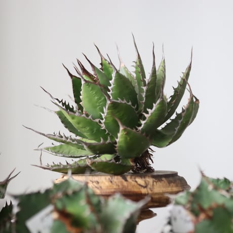 Agave horrida / Style of Chika　no.42171