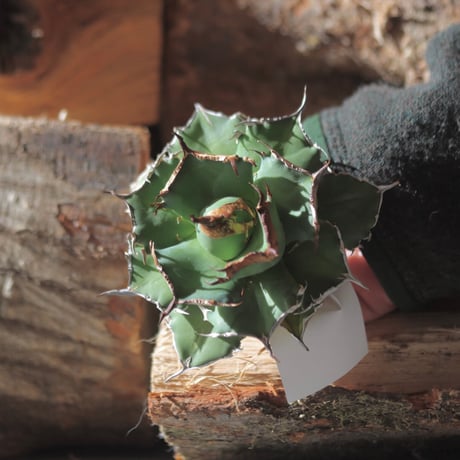 U.S. flame (Agave titanota flame) / Style of Chika　no.1203-19