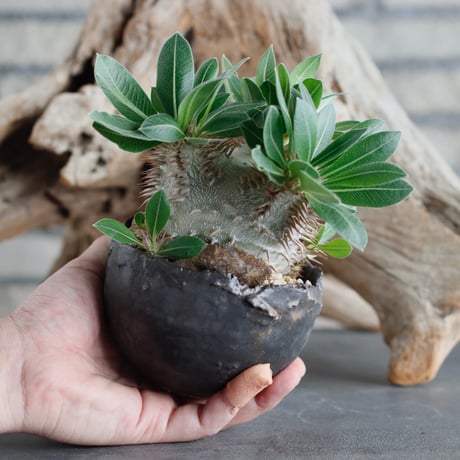 Pachypodium hyb.【makayense × leucoxanthum】(dobuzuke) × takero pot (4号)  no.622-25