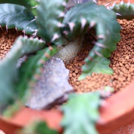 ユーフォルビア ステラータ 飛竜／Euphorbia stellata   no.40216