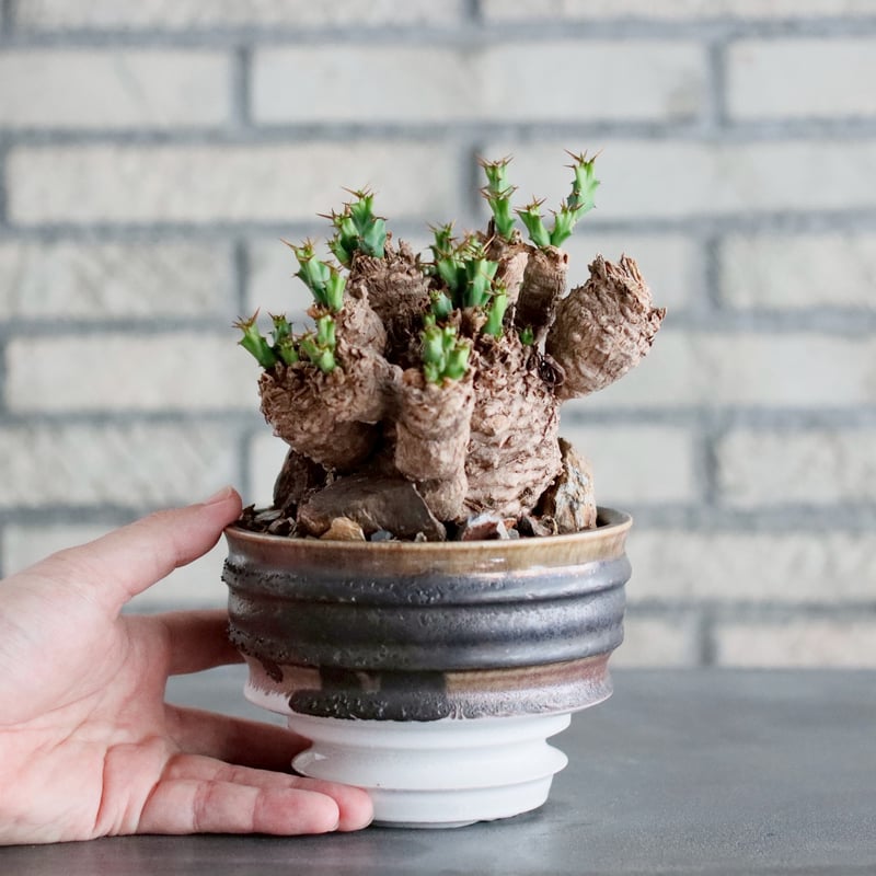 Euphorbia clavigera × 山山 特別共作鉢 (5号) no.1019/6