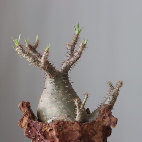 Pachypodium gracilius × Ion Fukazawa / PLANETX (5号鉢)   no.420-45