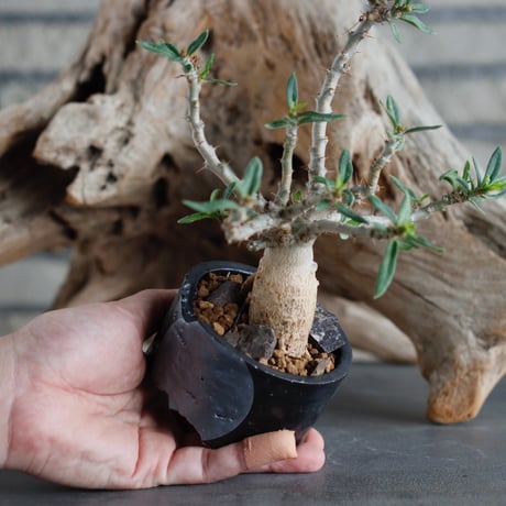 Pachypodium bispinosum (CHUBBY PLANTS) × N/OH (2.5号)  no.622-26