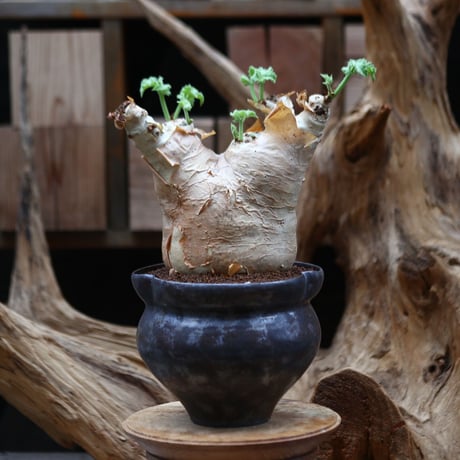 ユッタエ | STORES