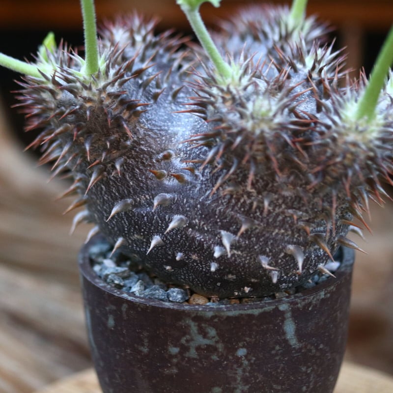 パキポディウム 恵比寿大黒(実生)/ Pachypodium Densicaule/ 発根