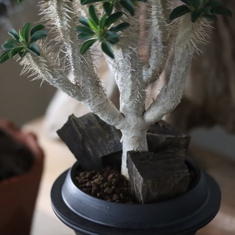 Euphorbia guillauminiana × Tomoya Sakai / PLANETX    no.63004