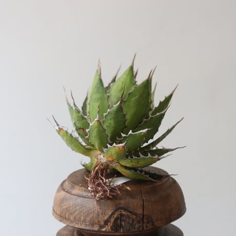 U.S. horrida (Agave horrida) / Style of Chika　no.1227-19