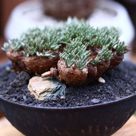 アボニア   クイナリア   アルストニー  赤花／Avonia quinaria ssp. alstonii    no.102401