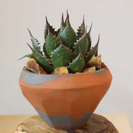 Agave horrida × N/OH   no.920-29