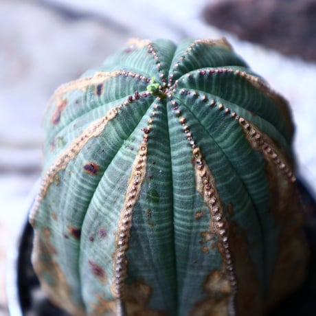 ユーフォルビア  オベサ    Euphorbia obesa　no.71424