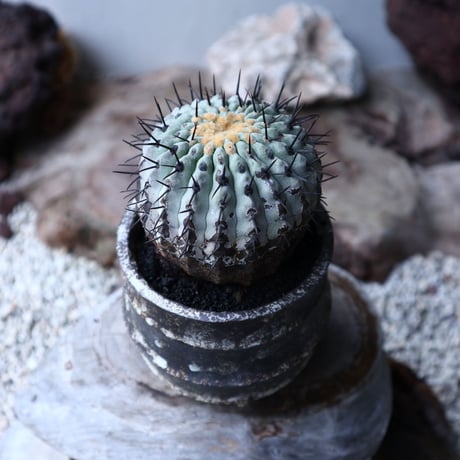 コピアポア 孤竜丸    Copiapoa cinerea var. columna-alba   no.90130