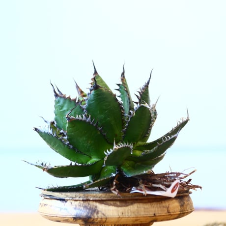 Agave horrida / Style of Chika   no.1015/54