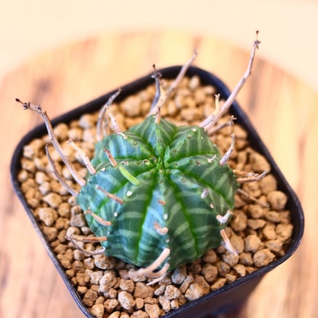 ユーフォルビア  バリダ / Euphorbia valida    no.62527