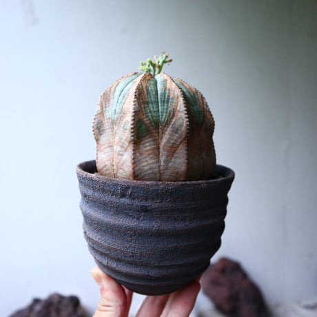 ユーフォルビア  オベサ ♀　Euphorbia obesa　no.90811