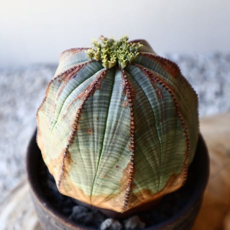 ユーフォルビア  オベサ ♀    Euphorbia obesa   no.40717