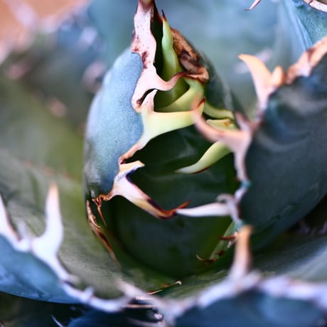 【9/9入荷未発根未活着ベアルート植込み】 Agave titanota White Whale   no.91773