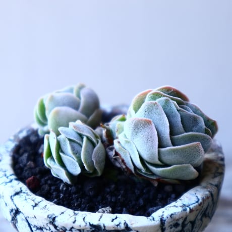 クラッスラ    アイボリーパコダ   Crassula   Ivory Pagoda  no.11913