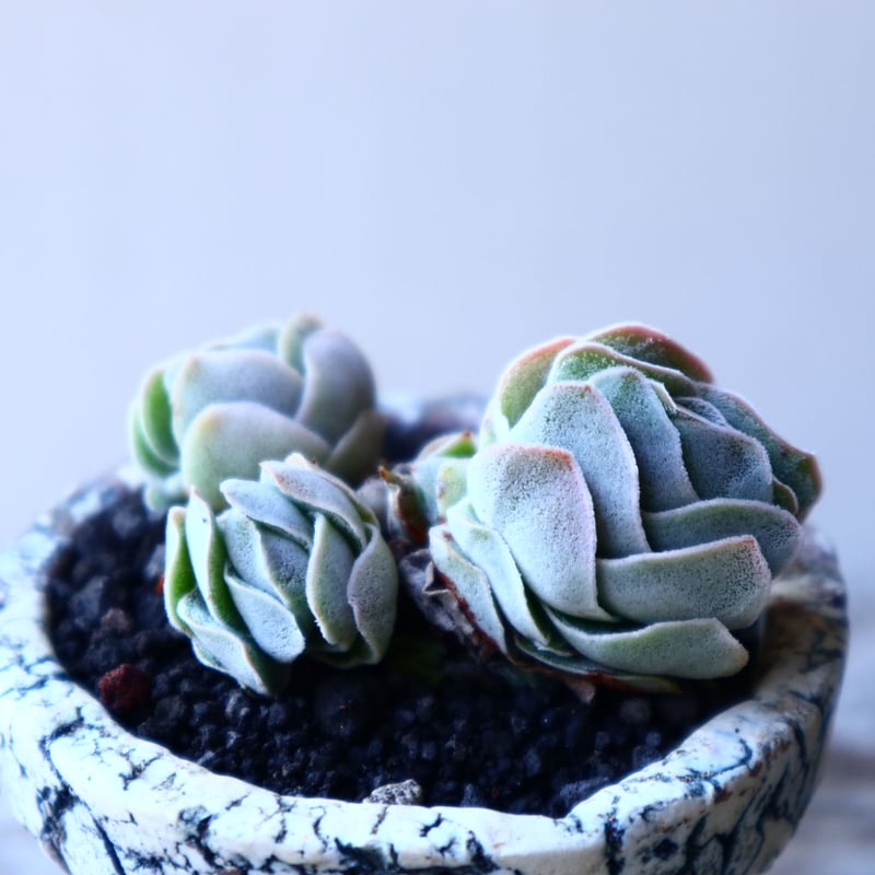 クラッスラ アイボリーパコダ Crassula Ivory Pagoda no
