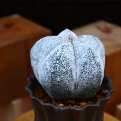 アストロフィツム  恩塚ランポー玉 ／Astrophytum myriostigma cv.　no.60585