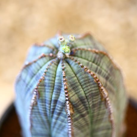 N/OH × Euphorbia obesa    no.61806