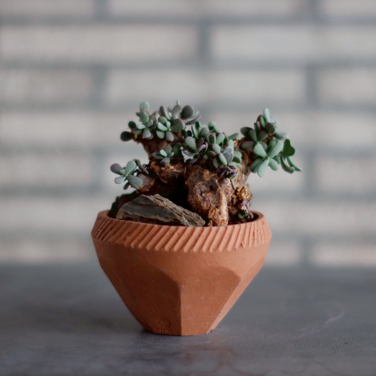 Ceraria pygmaea×N/OH ケラリア ピグマエア 発根済み Ceraria pygmaea