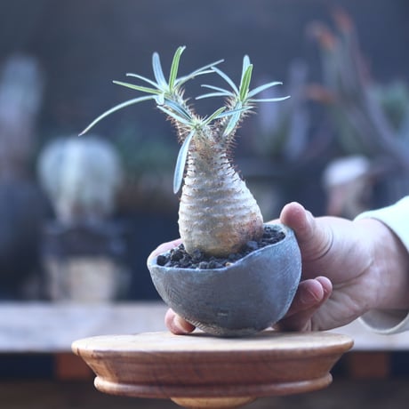 パキポディウム  グラキリス   Pachypodium  gracilius       no.22824