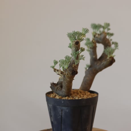 Monsonia multifida  no.921-12