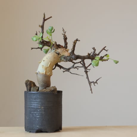 Commiphora kataf  × N/OH (2.5号鉢)   no.321-12