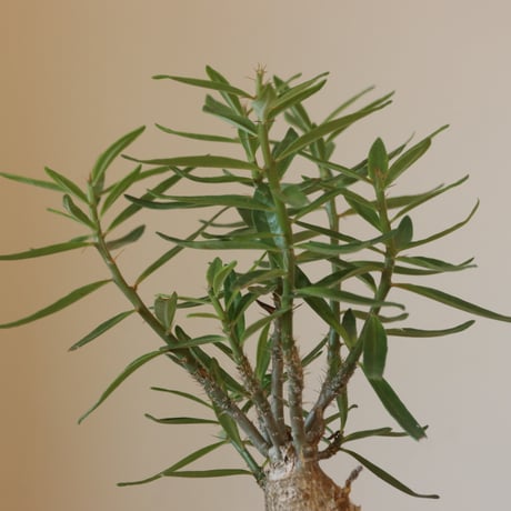 Pachypodium Succulentum  no.920-39