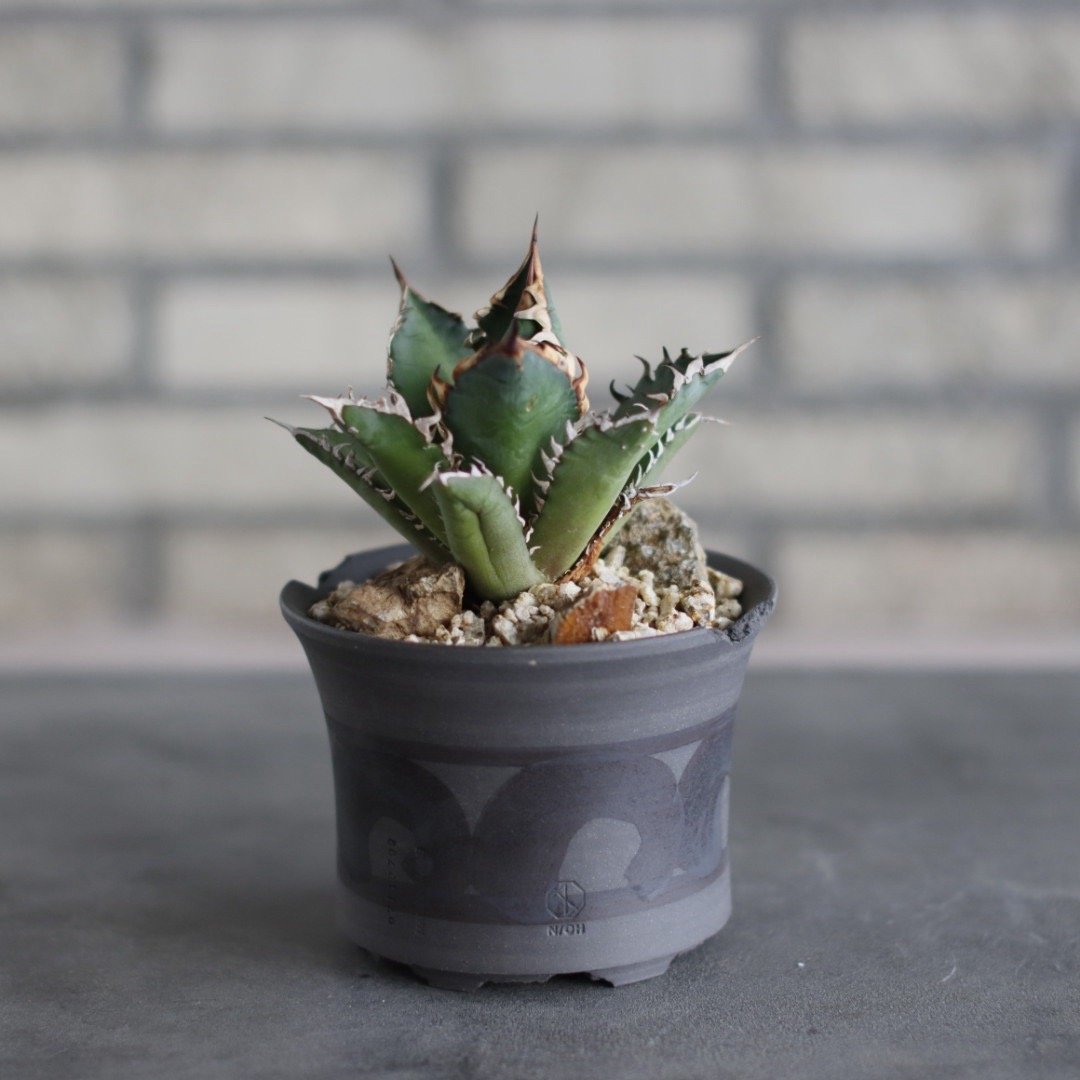 Agave titanota