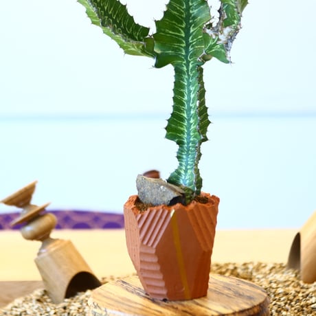 N/OH × Euphorbia grandialata   no.61847