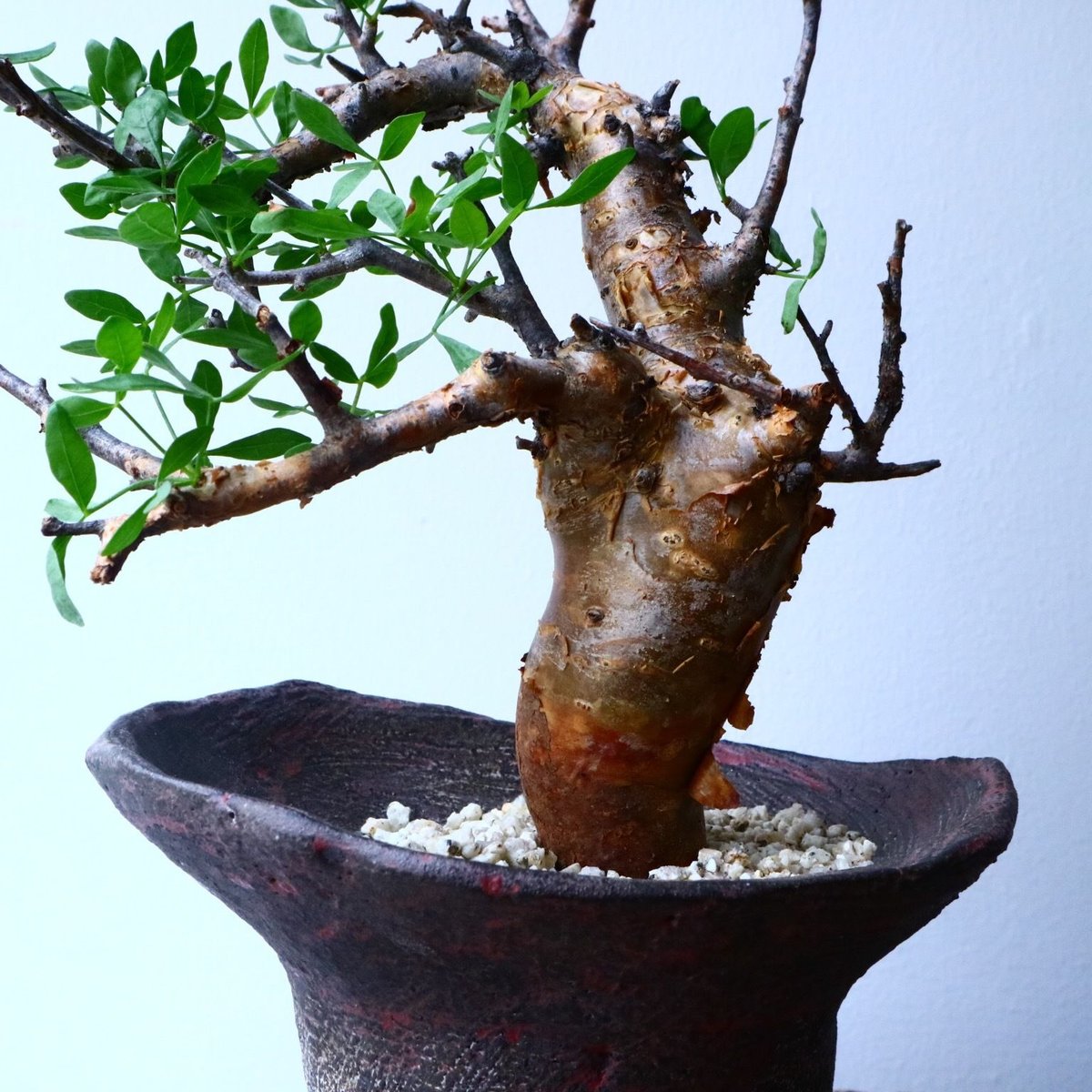 コミフォラ フォリアセア Commiphora foliacea No.050 | 芽の巣山