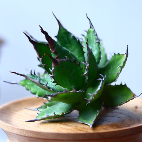 アガベ ホリダ    Agave horrida     no.1025-5