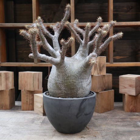 パキポディウム  グラキリス／Pachypodium  gracilius    no.11520