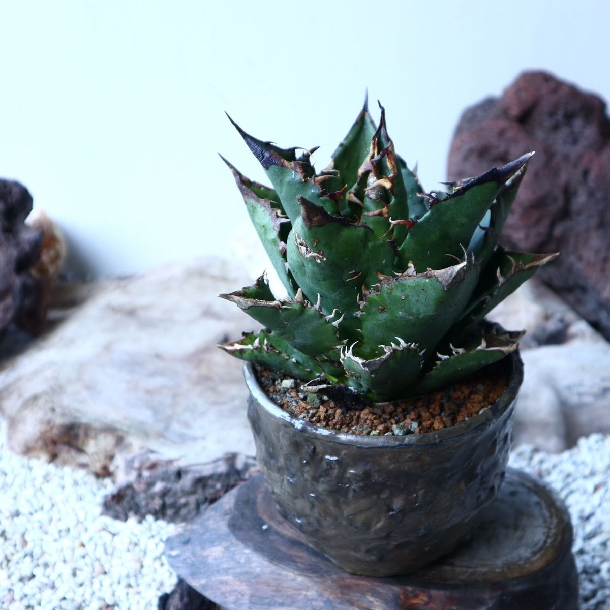 アガベ チタノタ FO-76 Agave titanota 