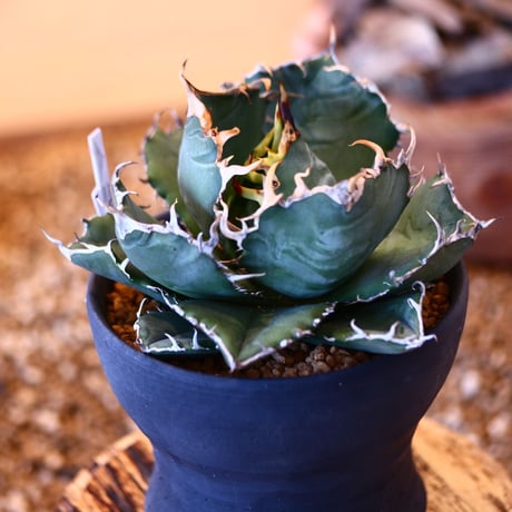 【9/9入荷未発根未活着ベアルート植込み】 Agave titanota White Whale    no.91771