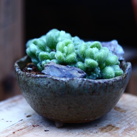 セダム  モシニアナム (新ヒントニー)／Sedum mocinianum   no.10933