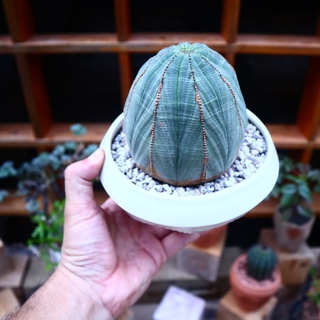 ユーフォルビア  オベサ ／Euphorbia obesa      no.71814