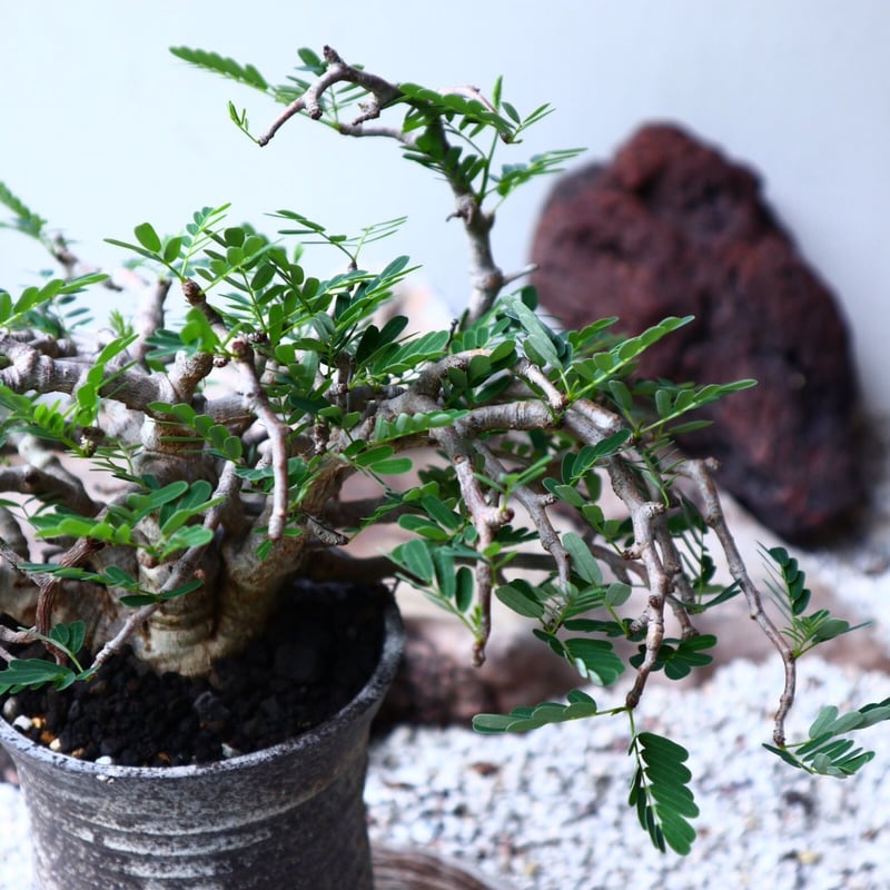 センナ メリディオナリス Senna meridionalis no.90104 | 芽の巣山