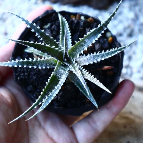 Dyckia   Hybrid   'HB  Tarzan  #Q-01' X 'Bone'     no.72811
