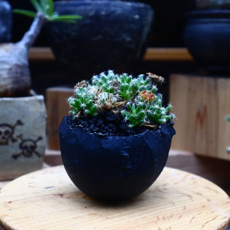 トリコディアデマ     デンスム   紫星晃／Trichodiadema densum   no.52338
