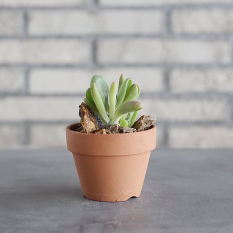 Kalanchoe luciae oricula × YAMABACHI (3号) no.621/58