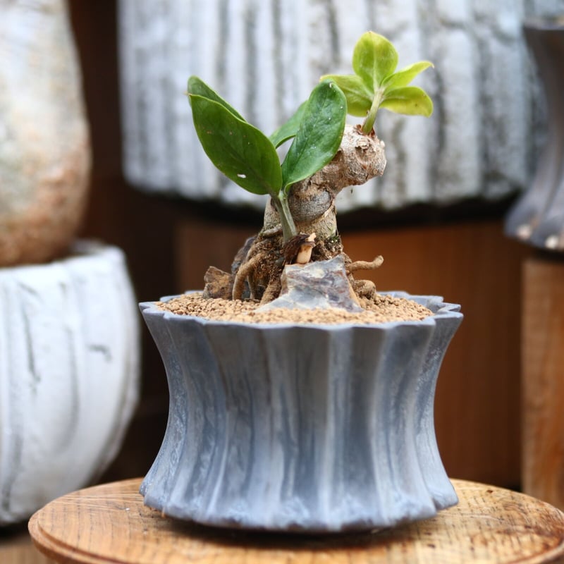 ザミオクルカス ザミフォーリア / Zamioculcas zamiifolia no.3