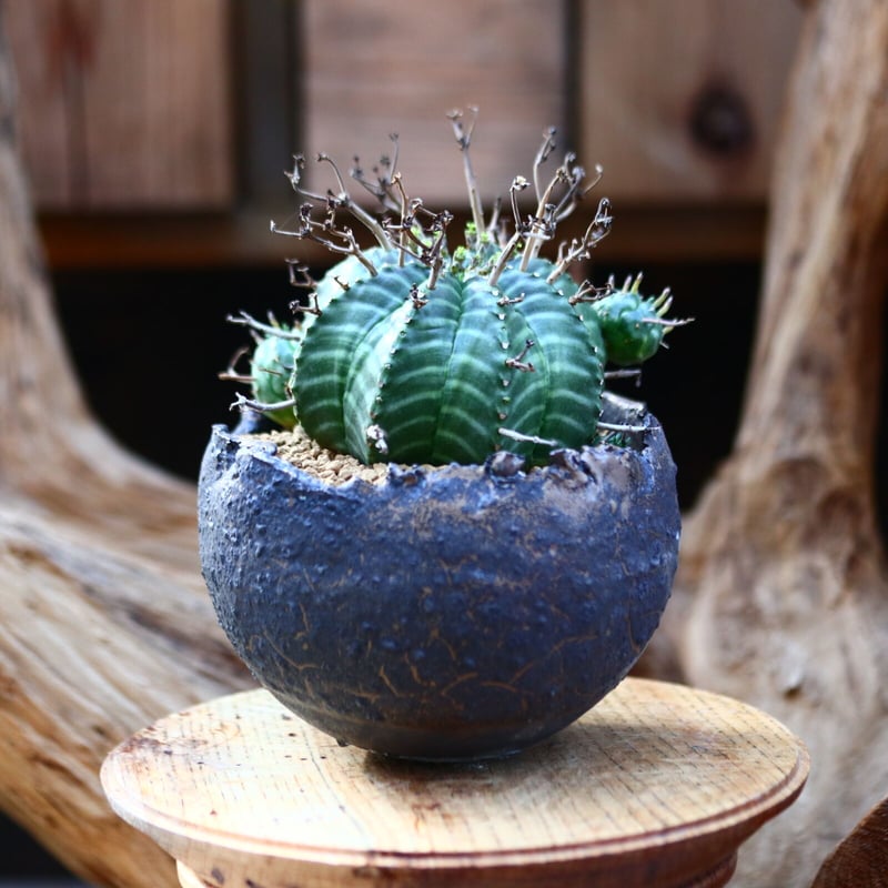 ユーフォルビア　バリダ　n/oh 陶器鉢 ユーフォルビア バリダ n/oh 陶器鉢 【公式通販】