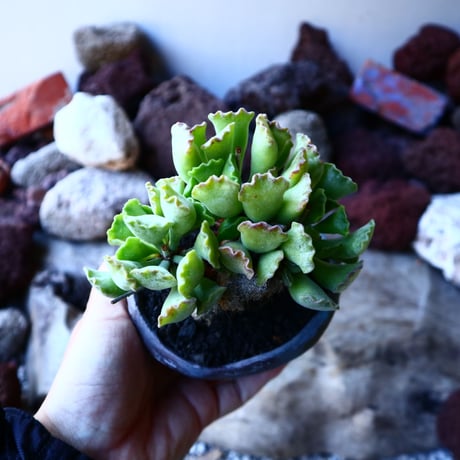 アドロミクス  ポエルニツィアヌス   神想曲  Adromischus poellnitzianus  no.32222