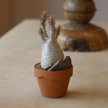 Pachypodium gracilius × YAMABACHI    no.112-46
