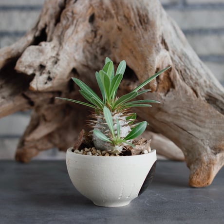 Pachypodium hyb.【{eburneum×makayense} × eburneum】(dobuzuke) × N/OH (3号)  no.622-27