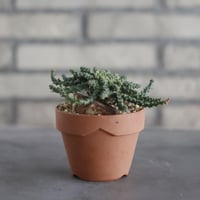 Euphorbia gorgonis (ゴルゴニス) / T.W. × YAMABACHI (3号) no.329/19