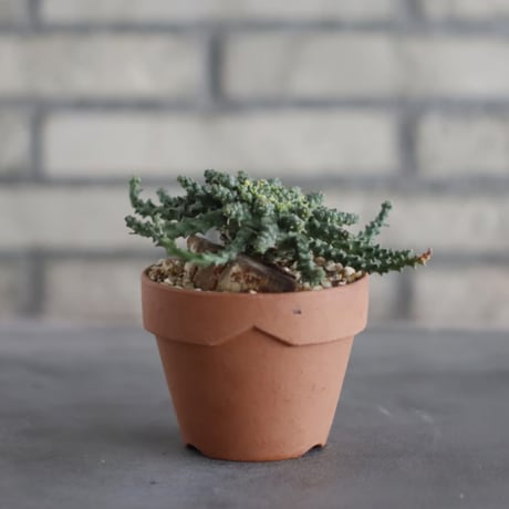 Euphorbia gorgonis (ゴルゴニス) / T.W. × YAMABACHI (3号) no.329/19